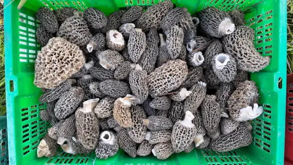 Caisse de morilles fraîches Caisse verte pleine de morilles fraîches triées après cueillette