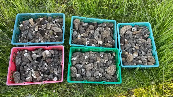Caisses de récolte Cinq caisses de récolte remplies de morilles fraîches dans l'herbe