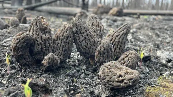 Cluster post-incendie Cluster de morilles grises après incendie forestier