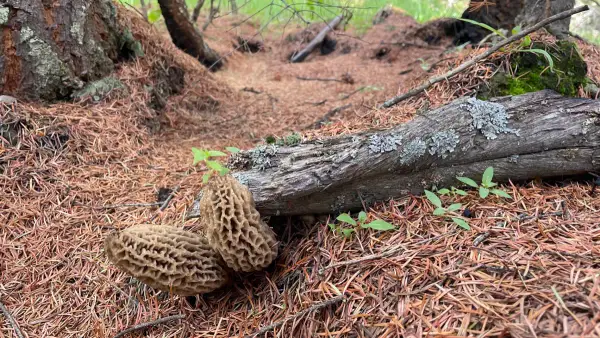 Duo près du bois mort Duo de morilles sur aiguilles de pin près d'un bois mort