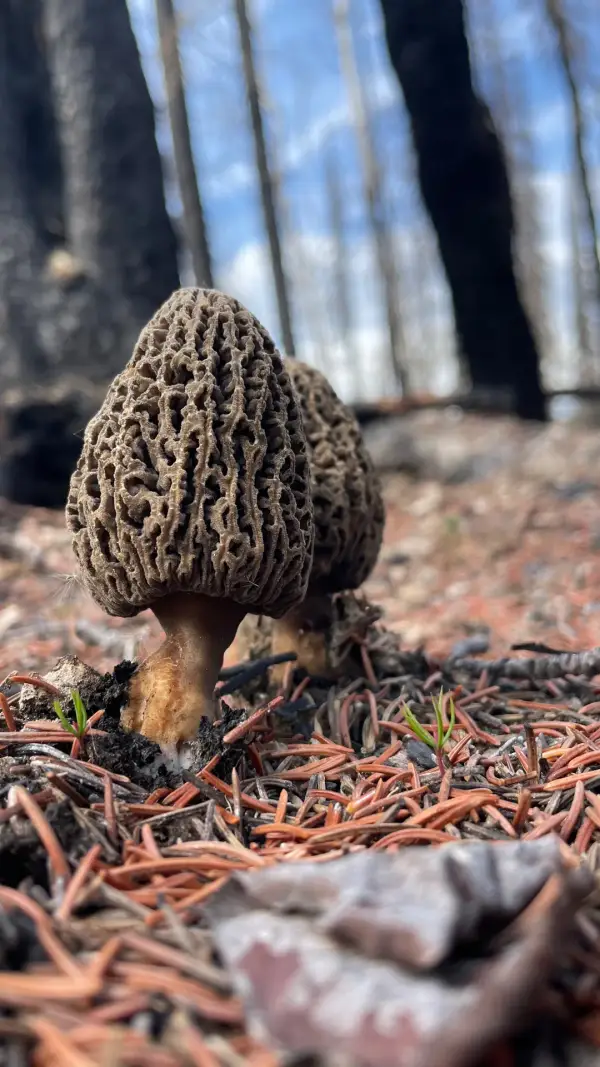 Duo de morilles brunes Duo de morilles brunes sur tapis d'aiguilles de pin