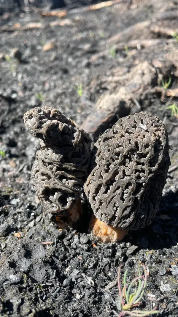 Duo de morilles grises Duo de morilles grises sur charbon et aiguilles