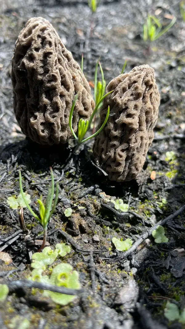 Morilles et pousses vertes Deux morilles grises avec pousses vertes sur cendre humide