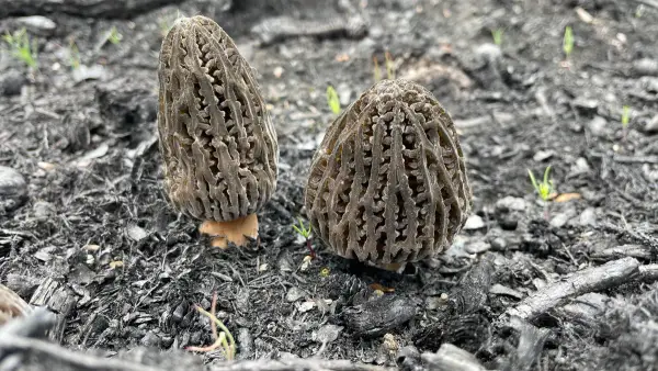 Duo de morilles grises Deux morilles grises sur sol charbonné avec jeunes pousses