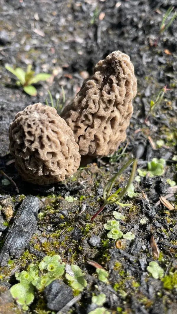 Duo de jeunes morilles Duo de jeunes morilles au soleil sur sol post-incendie