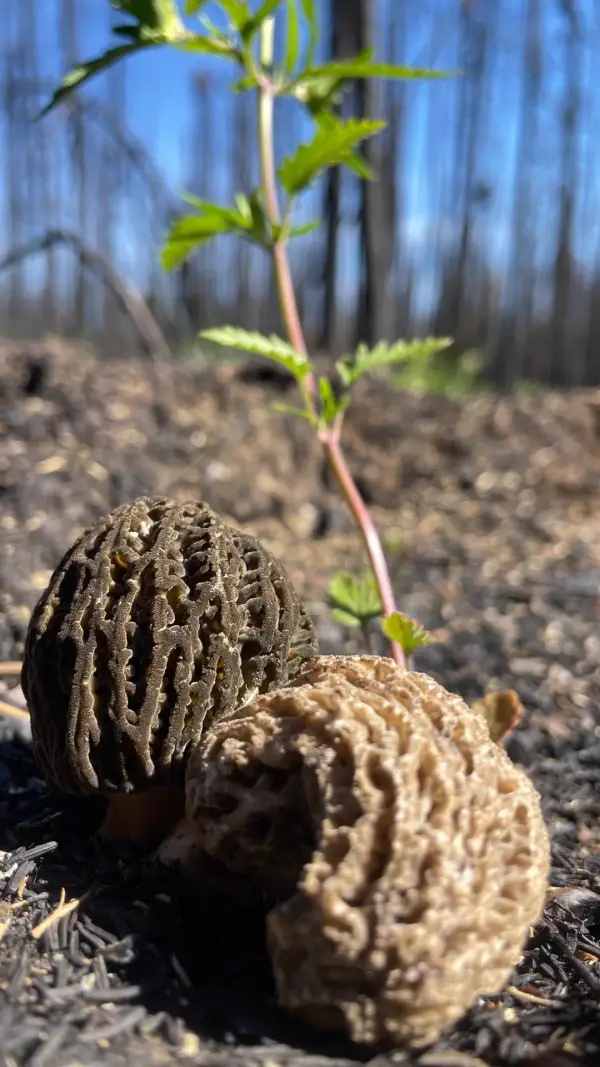 Duo et plantule Deux morilles de feu avec une jeune plantule en arrière-plan