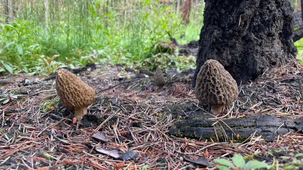 Duo sur sol humide Deux morilles sur sol humide et brûlé avec jeunes pousses vertes