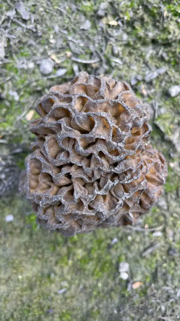 Macro alvéoles Gros plan macro sur les alvéoles d'une morille sauvage