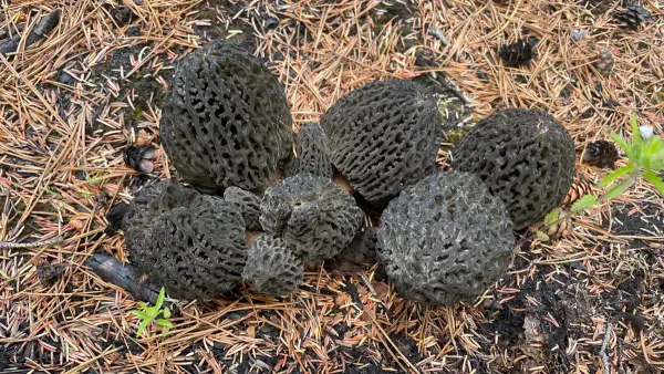 Groupe de morilles grises Groupe dense de morilles grises sur tapis d'aiguilles de pin