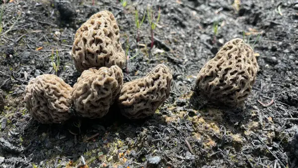 Groupe de morilles grises Groupe de morilles grises sur sol brûlé et minéral