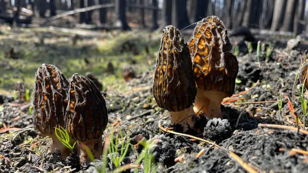 Morilles noires au soleil Groupe de morilles noires au soleil dans une forêt brûlée