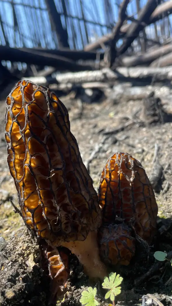 Morilles noires translucides Groupe de morilles noires translucides en forêt brûlée