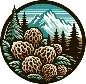 Morilles du Canada
