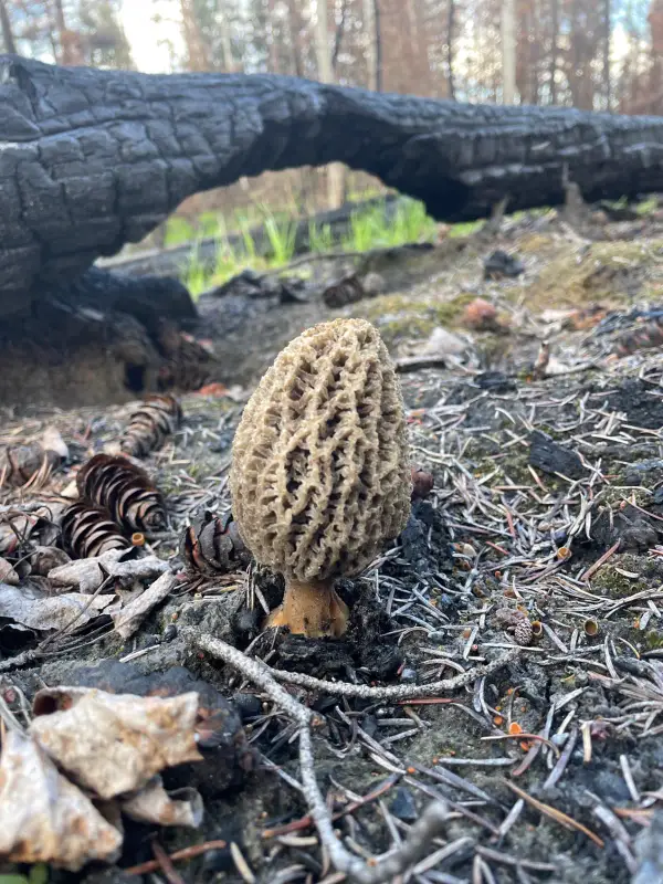 Morille près d'un tronc Morille de feu poussant près d'un tronc brûlé en Colombie-Britannique