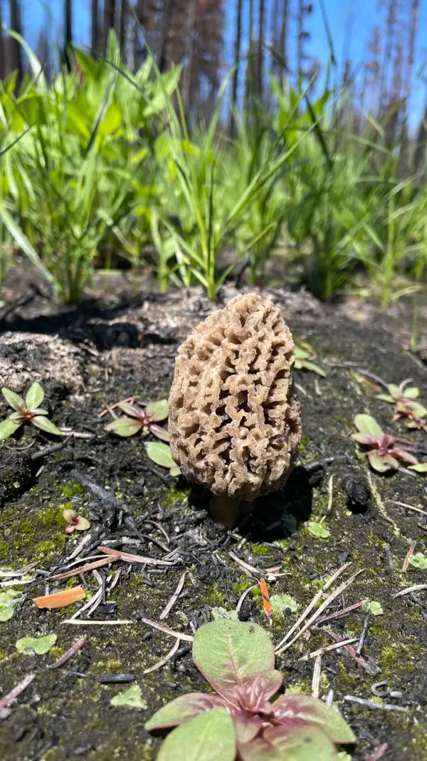 Morille alvéolée Morille à texture alvéolée sur sol moussu en forêt canadienne