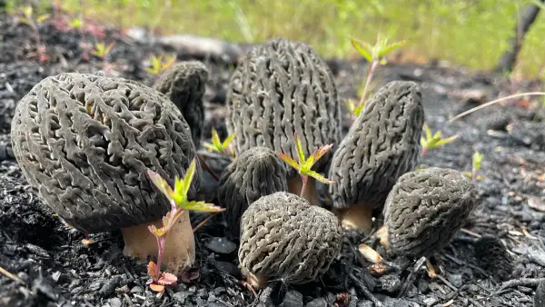 Grappe sur charbon Grappe de morilles sauvages sur charbon de bois au Yukon