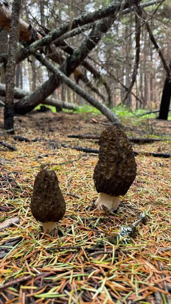Paire de morilles Paire de morilles sombres cueillies en forêt brûlée canadienne