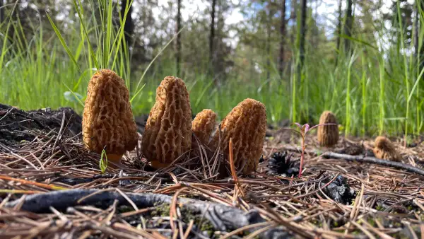 Morilles dorées Groupe de morilles dorées sur sol brûlé en Colombie-Britannique