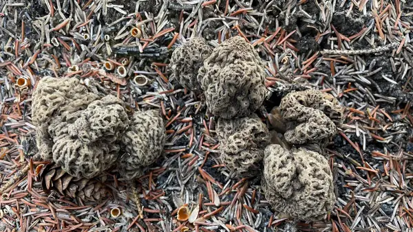Vue aérienne Morilles vues du dessus sur aiguilles de pin en Colombie-Britannique
