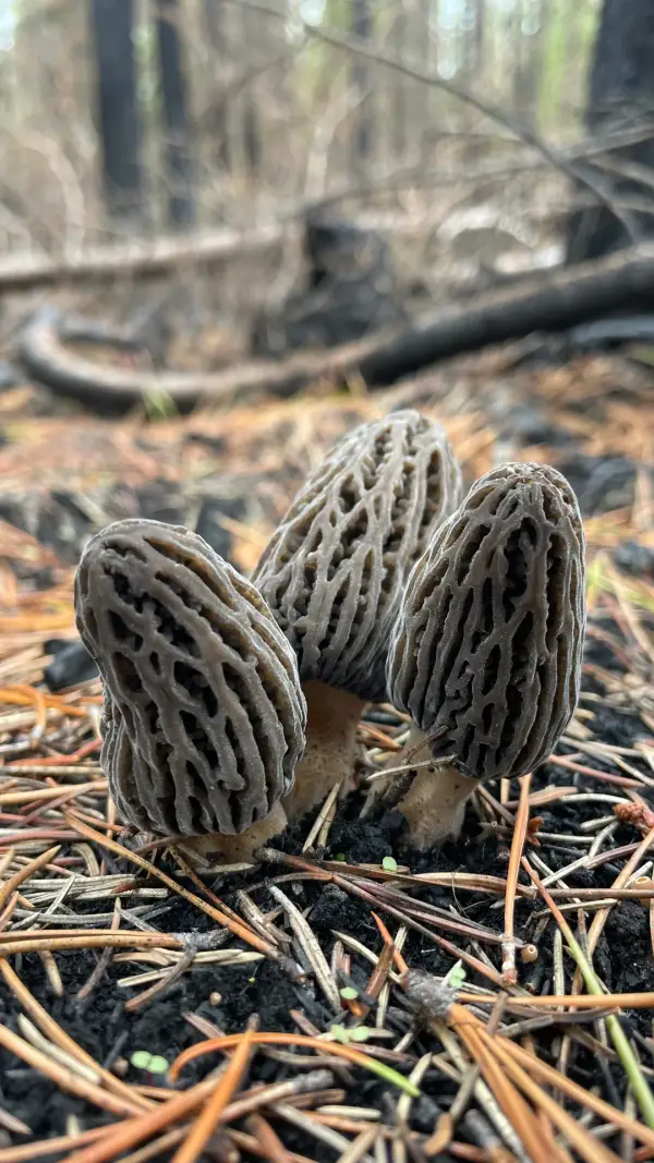 Trio de morilles Trio de morilles noires sur lit d'aiguilles de pin après feu de forêt