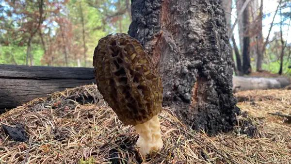 Morille près de l'écorce Morille brune adossée à un arbre brûlé, en lumière naturelle