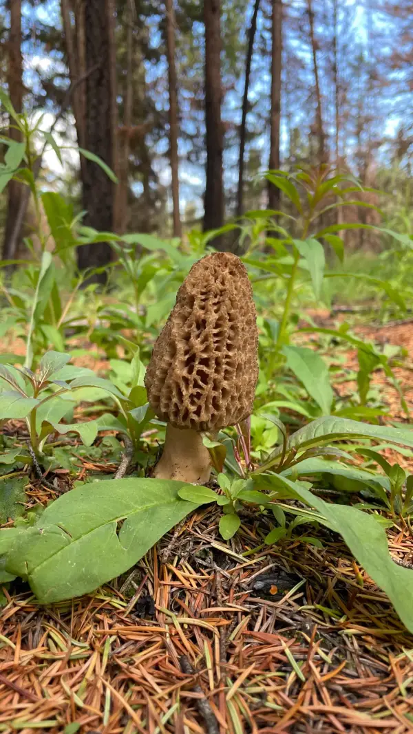 Morille et végétation Morille brune entourée de végétation printanière en forêt boréale