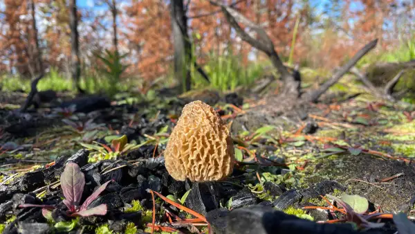 Morille dorée sur charbon Morille dorée isolée sur charbon et mousse dans une forêt brûlée du Canada