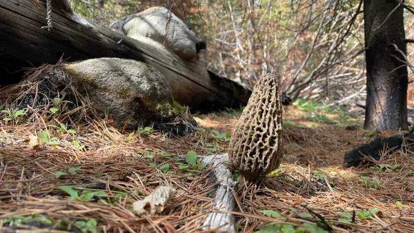 Morille près du rocher Morille grise près d'un rocher et d'un tronc en forêt de conifères
