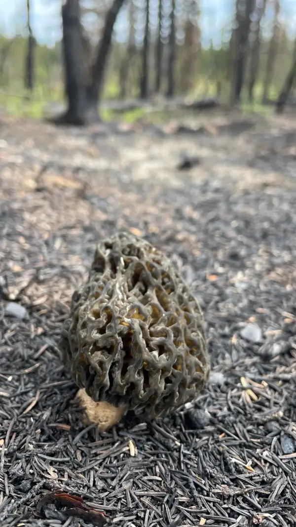 Grande morille alvéolée Grande morille de feu à alvéoles profondes en forêt brûlée canadienne