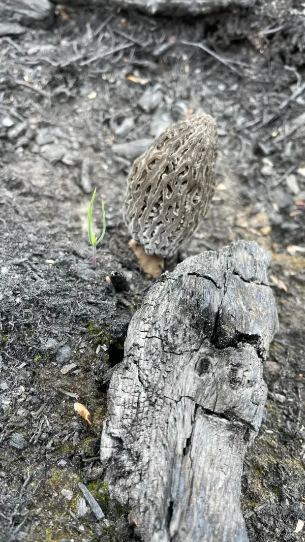 Morille et bois calciné Morille grise près d'un morceau de bois calciné sur terre noire