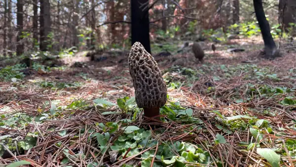 Morille en clairière Morille grise isolée dans une clairière de forêt brûlée au Canada