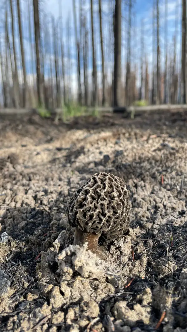Morille grise en sous-bois Morille grise en gros plan sur litière de pin dans un sous-bois brûlé