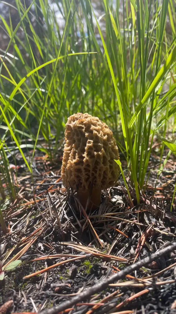 Morille dans les herbes Morille sauvage alvéolée entourée d'herbes vertes au Yukon