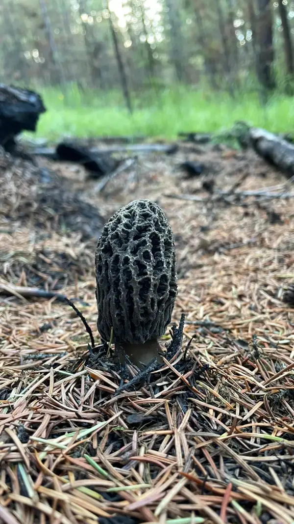 Jeune morille noire Jeune morille noire sur tapis d'aiguilles dans une forêt humide