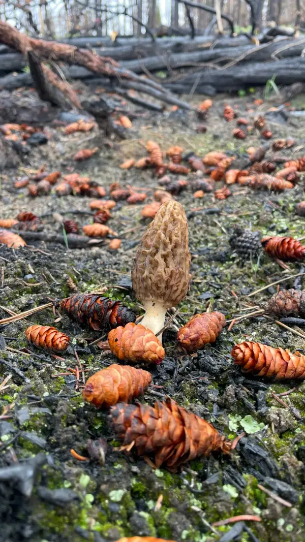 Morille et pommes de pin Morille brune entourée de pommes de pin sur sol brûlé