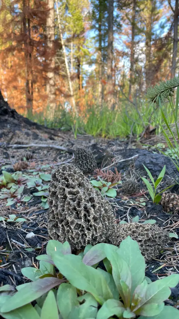 Morilles grises au printemps Morilles grises au ras du sol avec jeunes pousses en forêt boréale