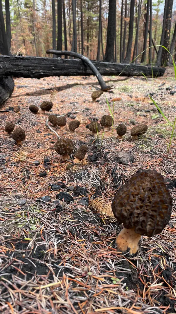 Groupe en forêt brûlée Groupe de morilles de feu poussant sur sol brûlé avec charbon au Canada