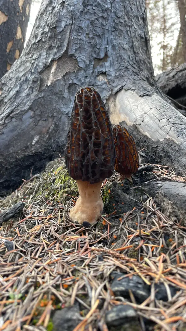 Morilles noires et tronc Deux morilles noires près d'un tronc calciné en forêt canadienne