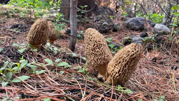 Trio blond en sous-bois Trio de morilles blondes sur aiguilles de pin en sous-bois