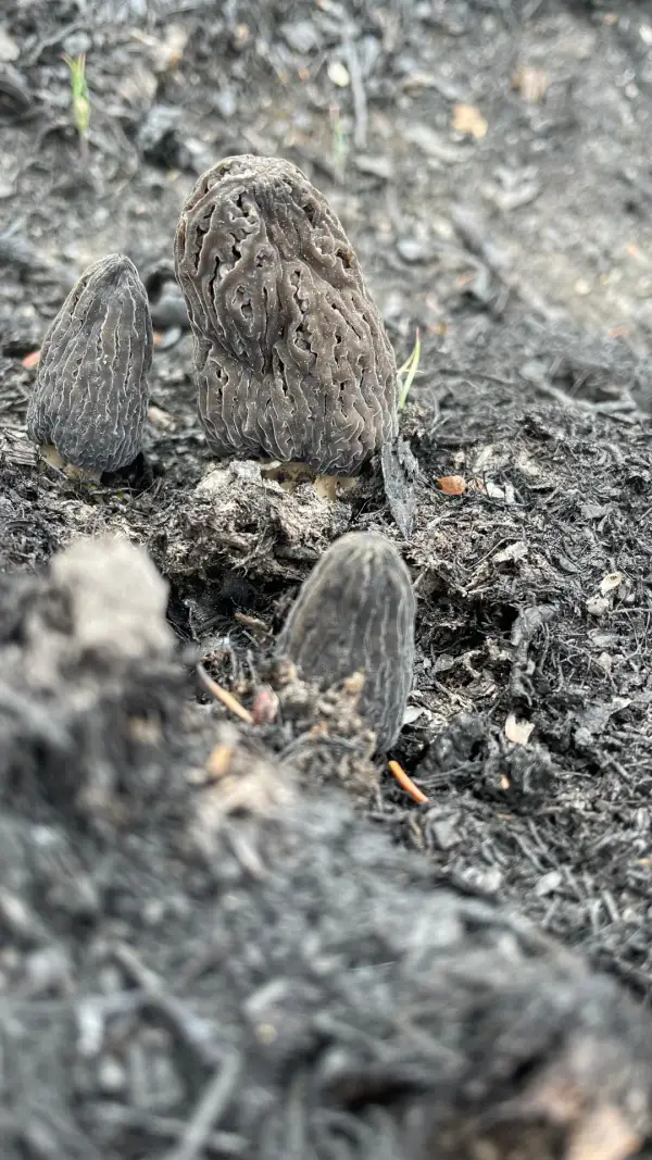 Trio gris sur cendre Trio de morilles grises émergent d'un sol cendré après incendie