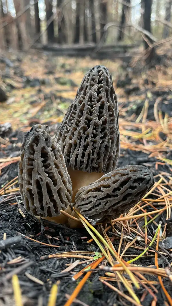 Trio grisé dressé Trio de morilles grises dressées sur sol noir post-incendie