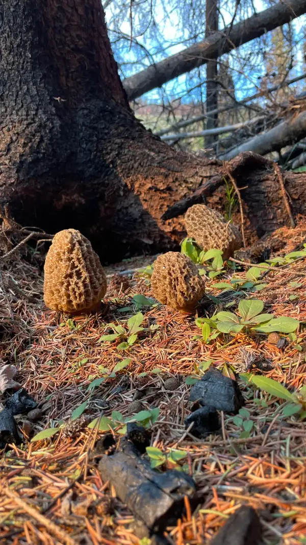 Trio de morilles dorées Trio de morilles dorées au soleil du soir sur sol forestier brûlé