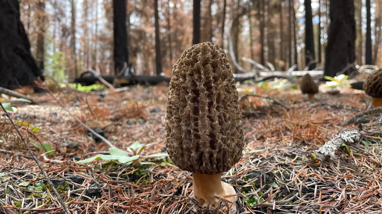 Morille de feu dans une forêt brûlée de Colombie-Britannique